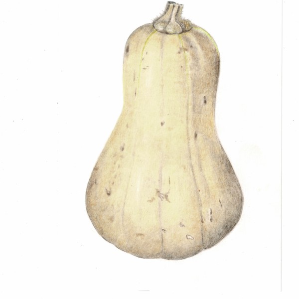 butternut squash_000015
