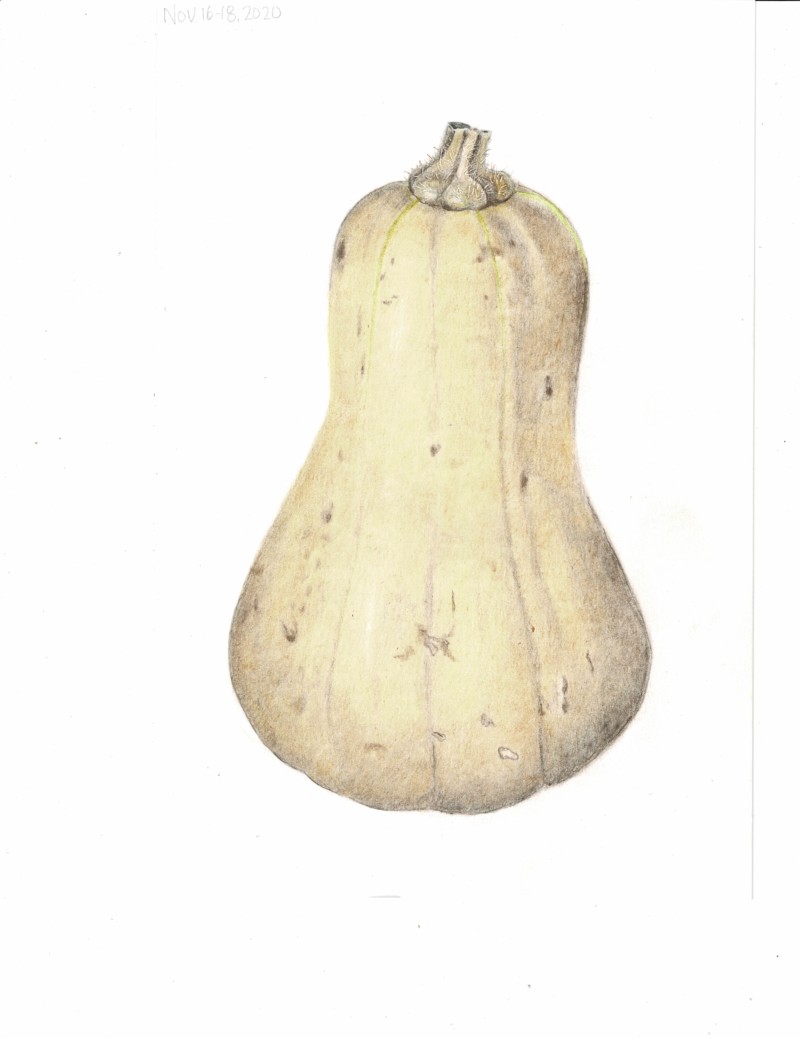 butternut-squash_000015