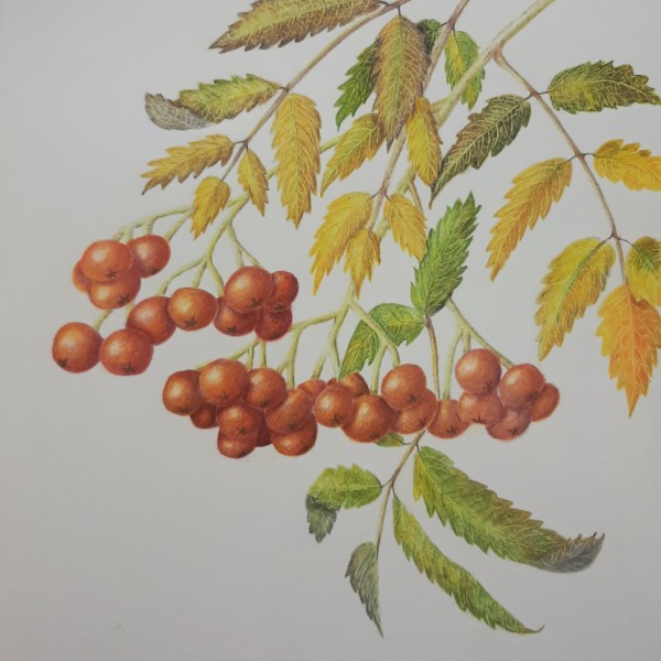 Rowanberry 