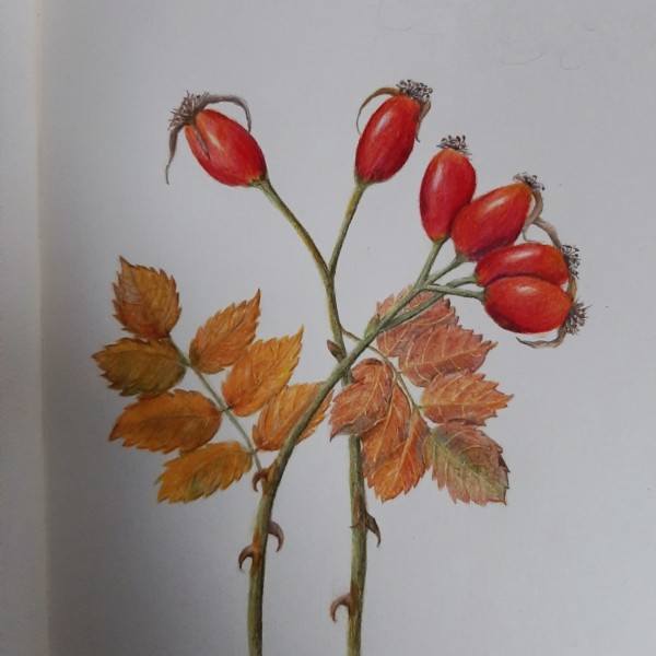 Last rose hips of this year 