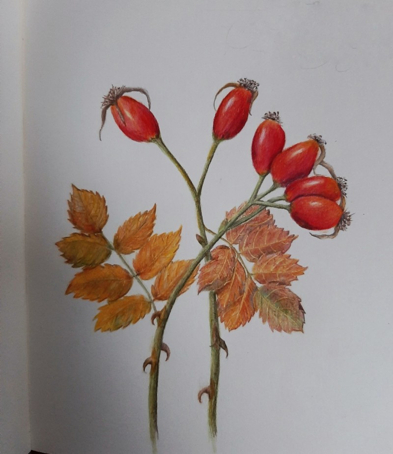 last-rose-hips-of-this-year