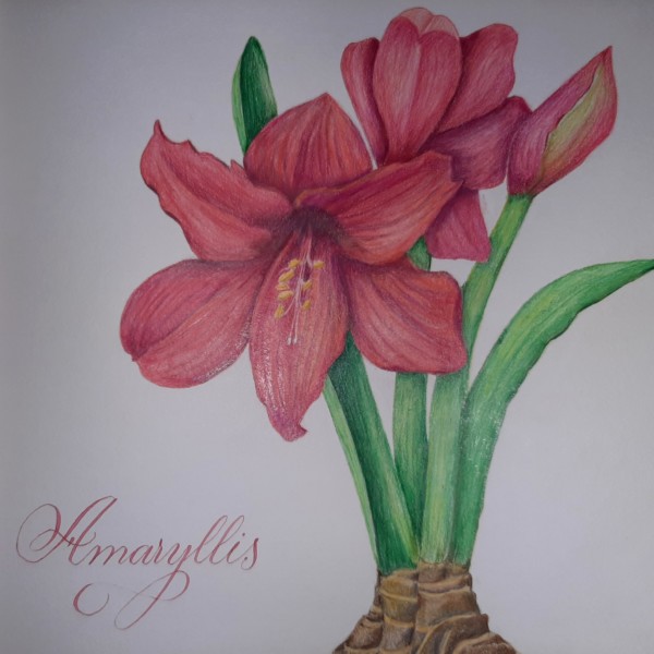 Amaryllis on my window sill 