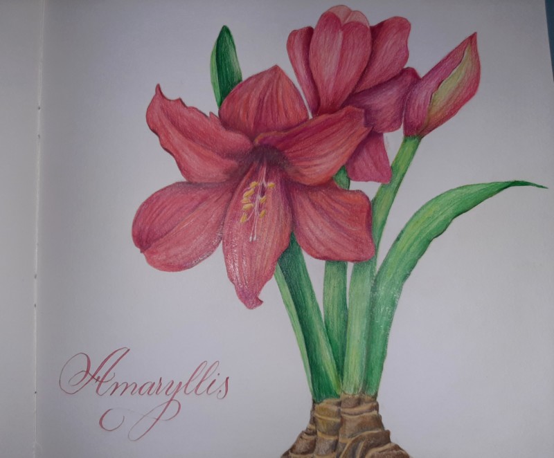 amaryllis-on-my-window-sill