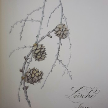 larch-cone-collected-in-the-near-wood