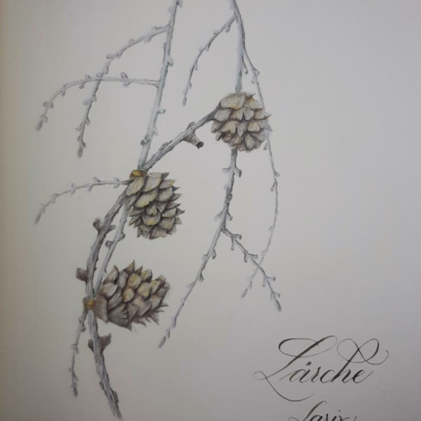 Larch cone collected in the near wood