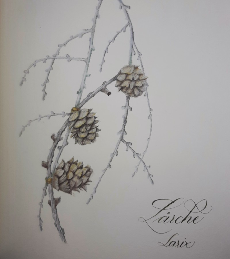 larch-cone-collected-in-the-near-wood