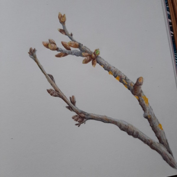 Found these fruit branches on my daily walk 