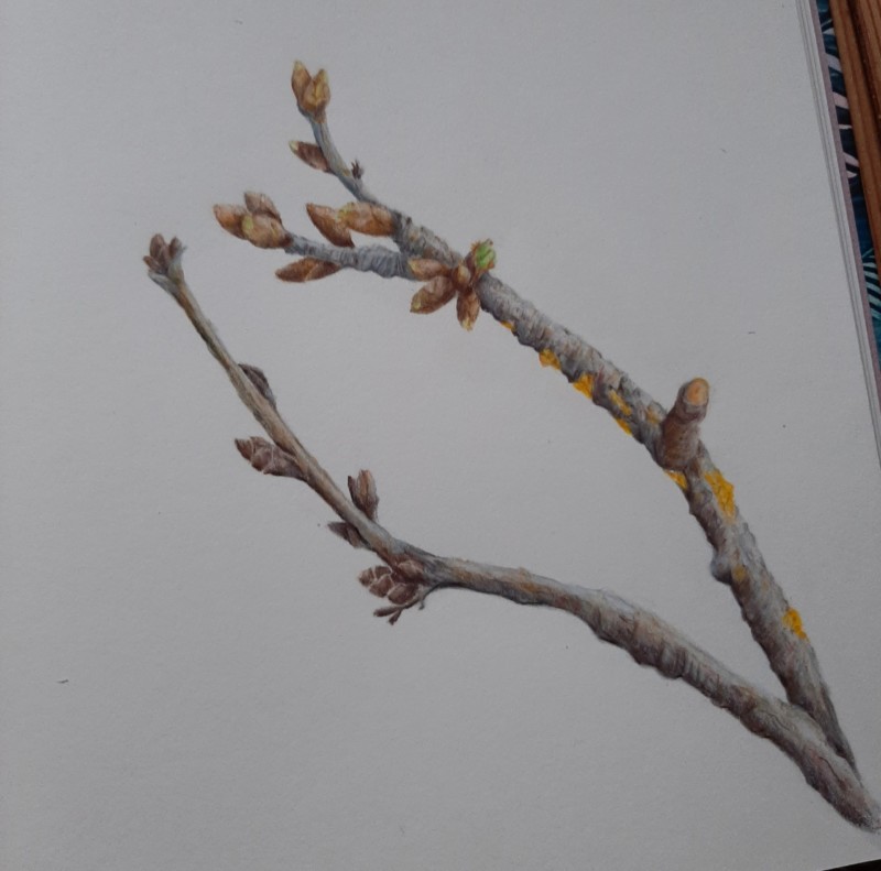 found-these-fruit-branches-on-my-daily-walk