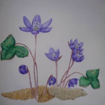 little-liverflowers