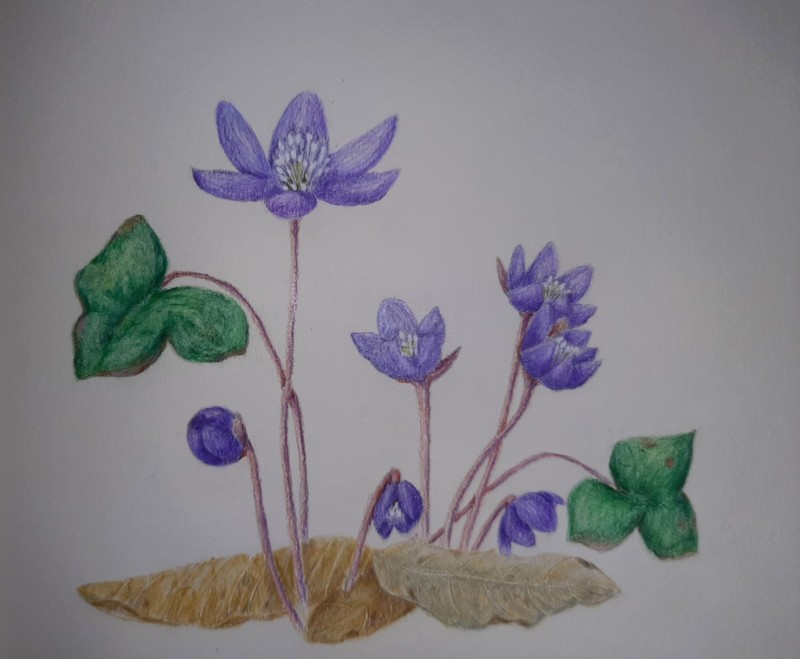 little-liverflowers