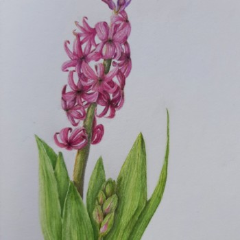 hyacinth-love-its-scent-and-colours