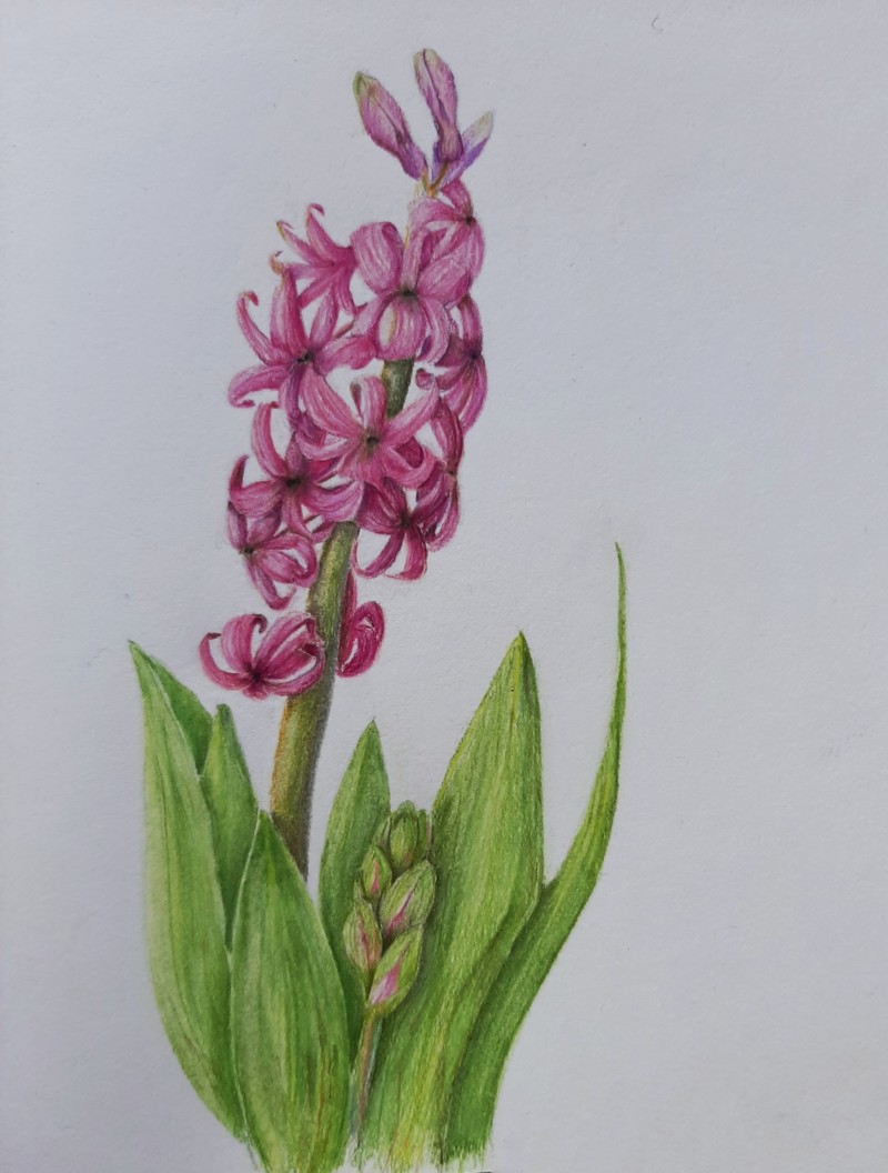 hyacinth-love-its-scent-and-colours