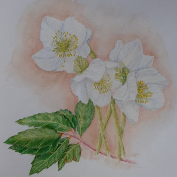Helleborus niger ...quite a challenge to draw these different shades of white