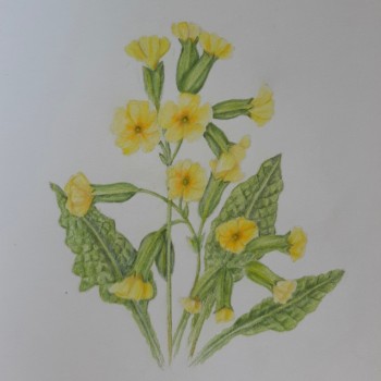 cowslips-in-german-we-call-it-keyflowers-or-keyforheaven