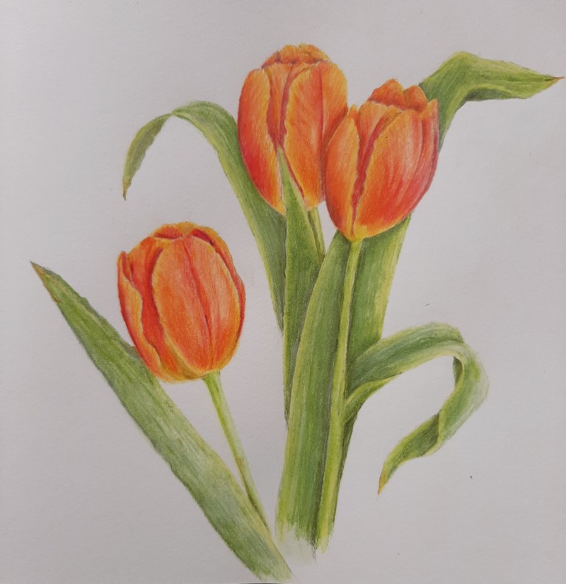 tulips-actually-covered-with-snow