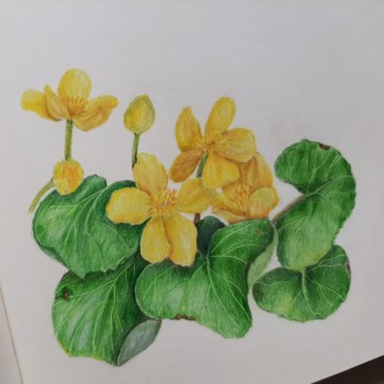 marsh-marigolds
