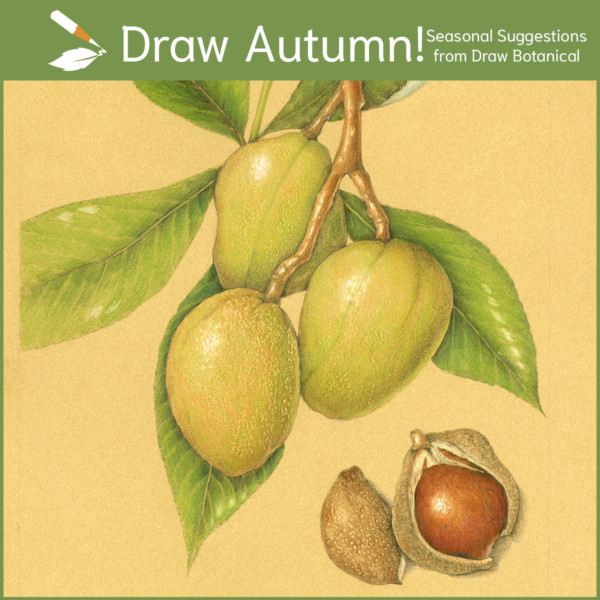 Draw Autumn!