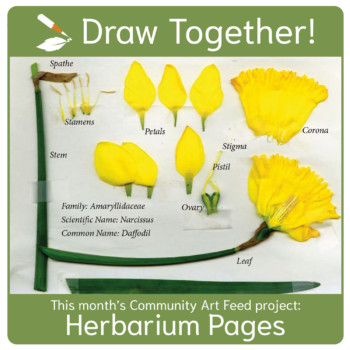 draw-together-herbarium-pages