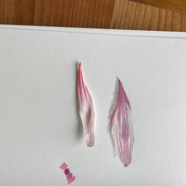 Chrysanthemum petal