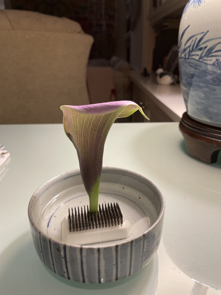 the-calla-lily