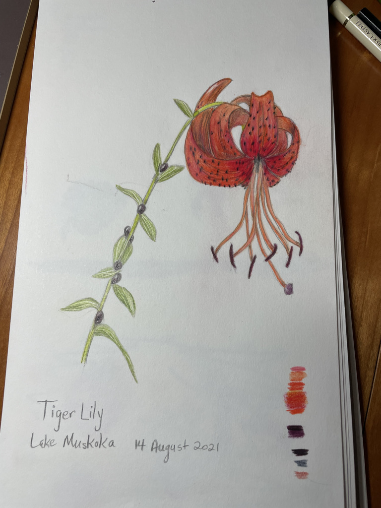 tiger-lily-with-darkened-tones