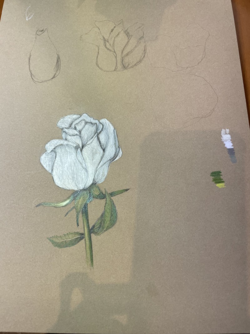 white-rose