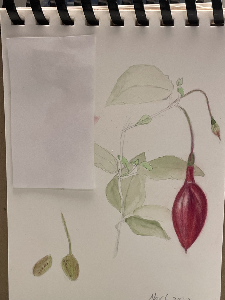 regret-should-not-have-added-the-fuschia-in-bloom