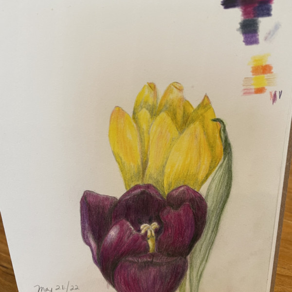 Flat tulips