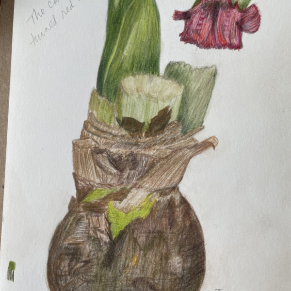 Amaryllis January 30,2022 (See re-bloom Dec 2022)