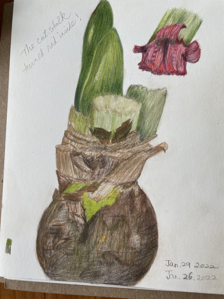 amaryllis-january-302022-see-re-bloom-dec-2022