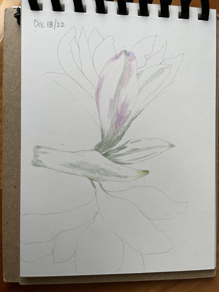 about-to-tackle-amaryllis-blooms