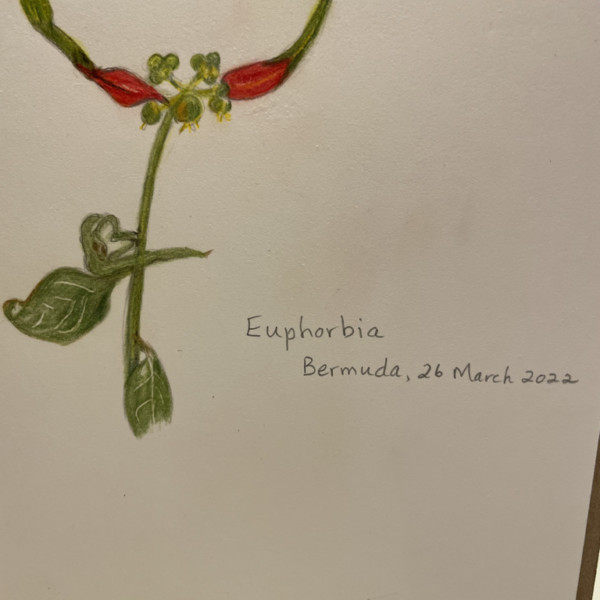 Euphorbia growing by roadside in Bermuda