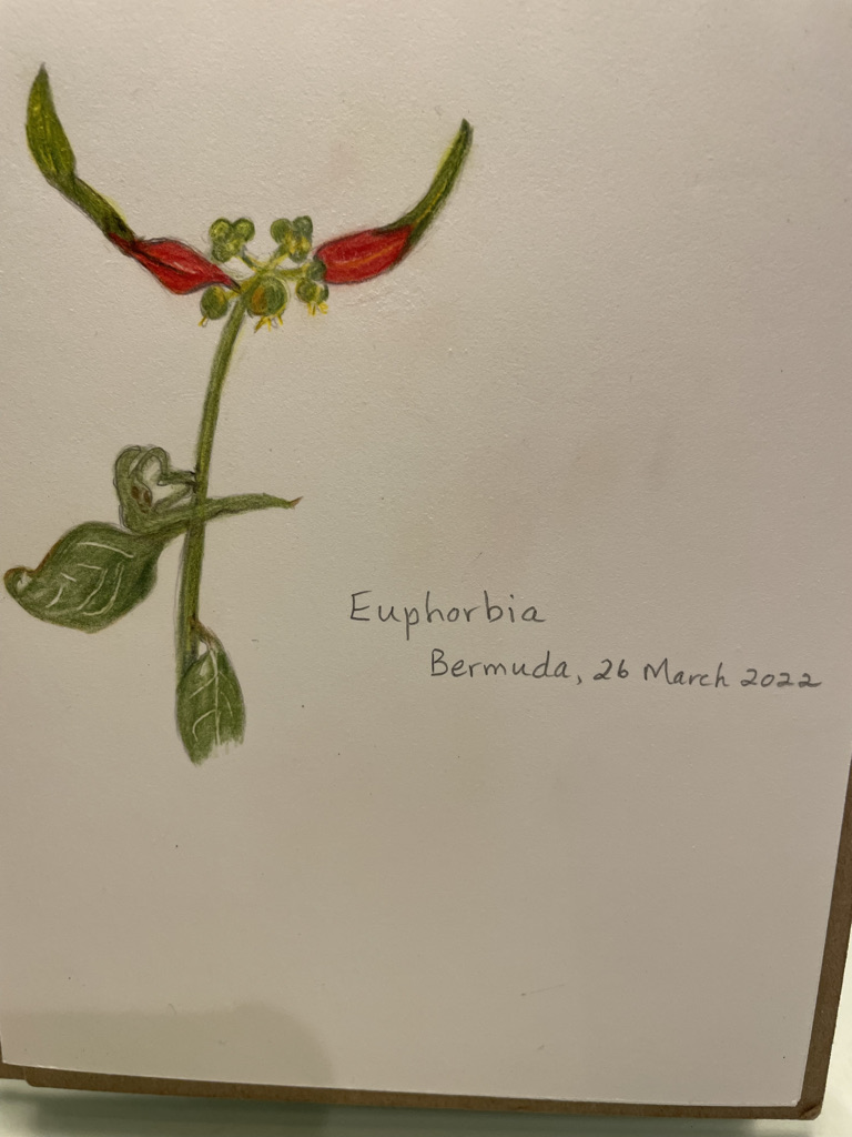 euphorbia-growing-by-roadside-in-bermuda