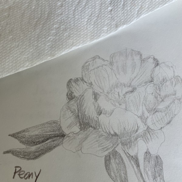Outline for peony