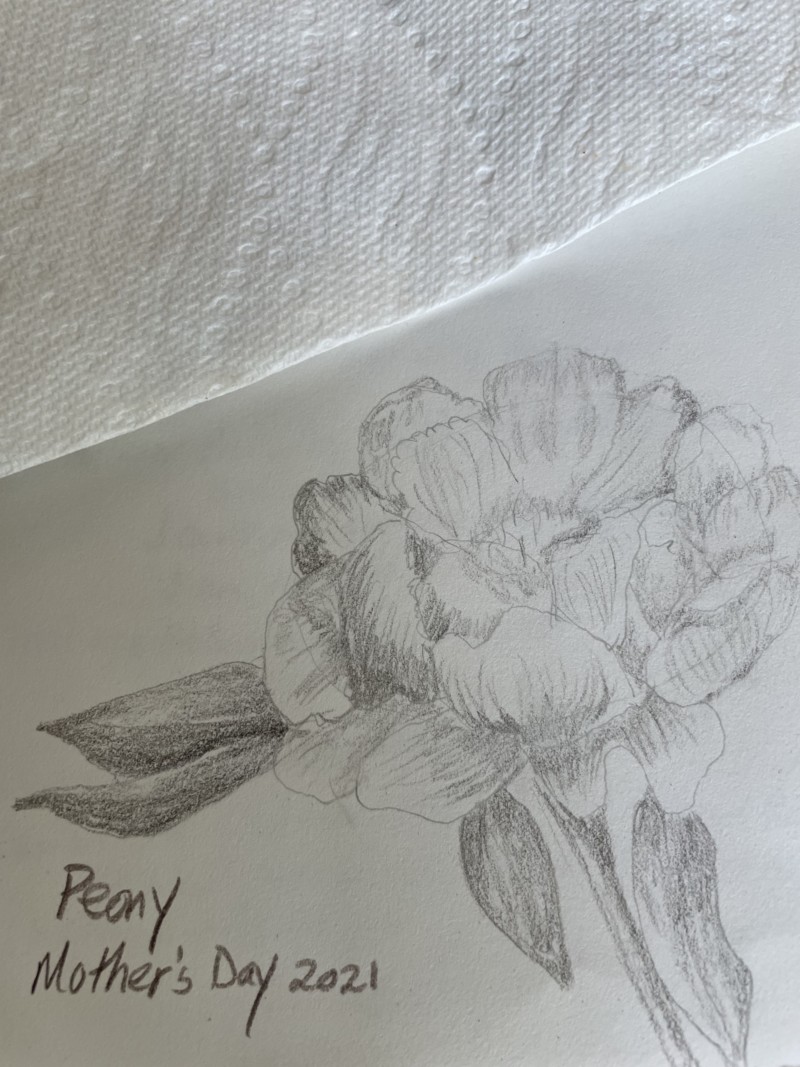 outline-for-peony