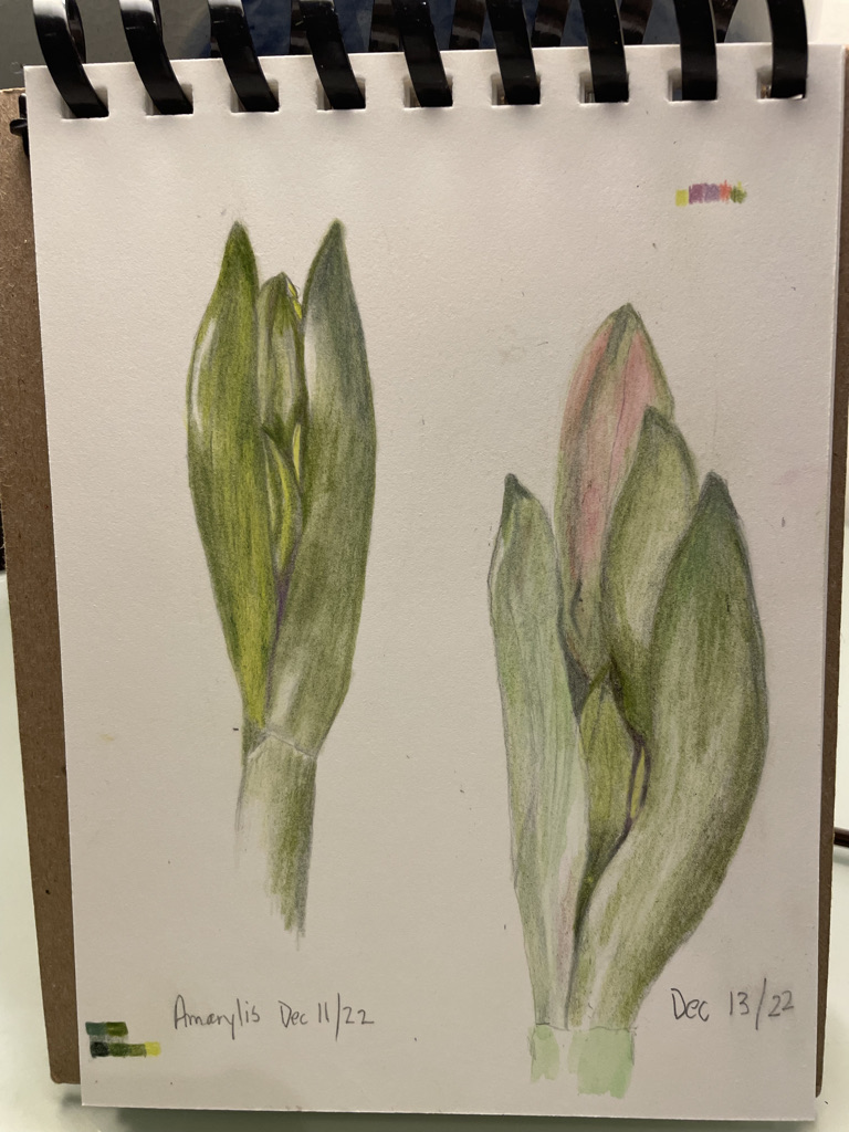 cant-draw-fast-enough-to-keep-up-with-this-amaryllis-dec-11-13-22