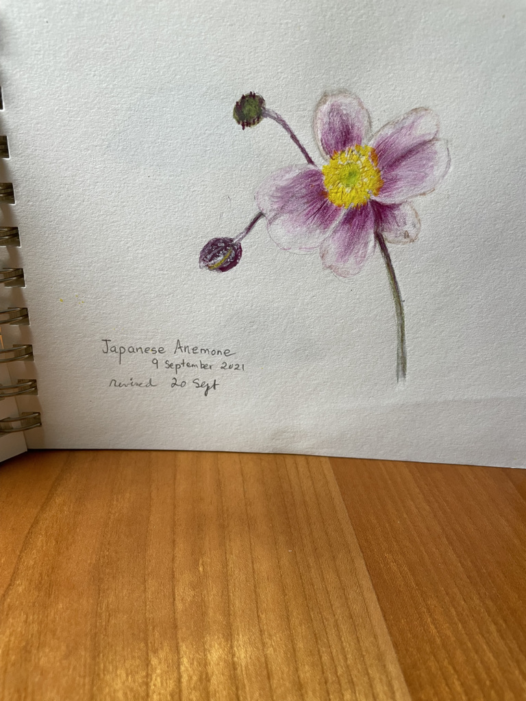 anemone-re-done-with-darker-colours-poor-composition-needs-leaves