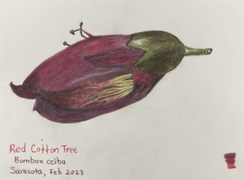 red-cotton-tree-bud-feb-2023-sarasota-2