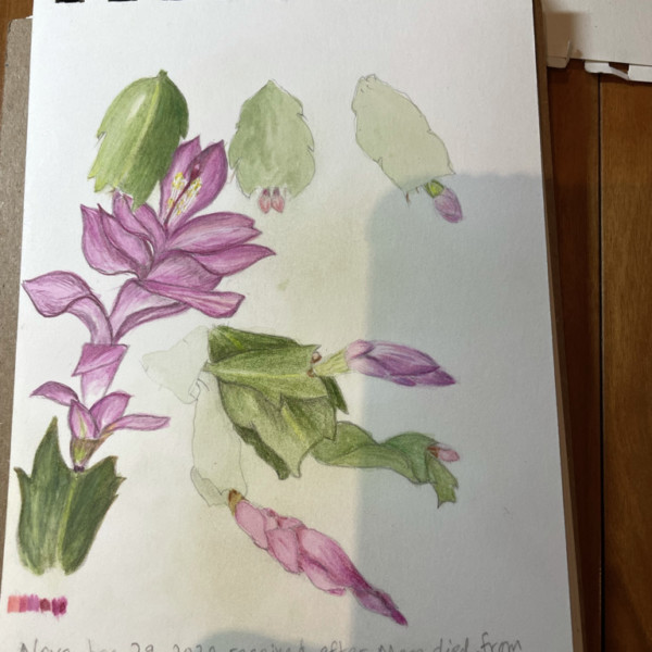 Christmas cactus