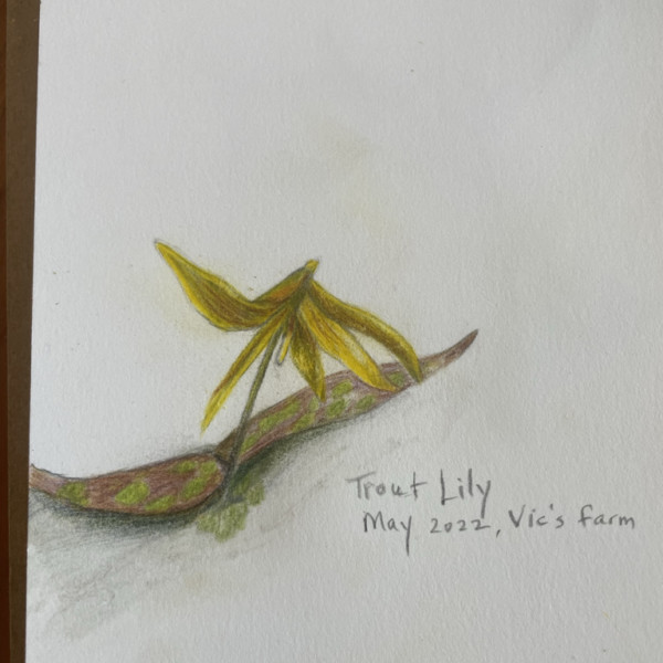 Trout Lily May 7, 2022