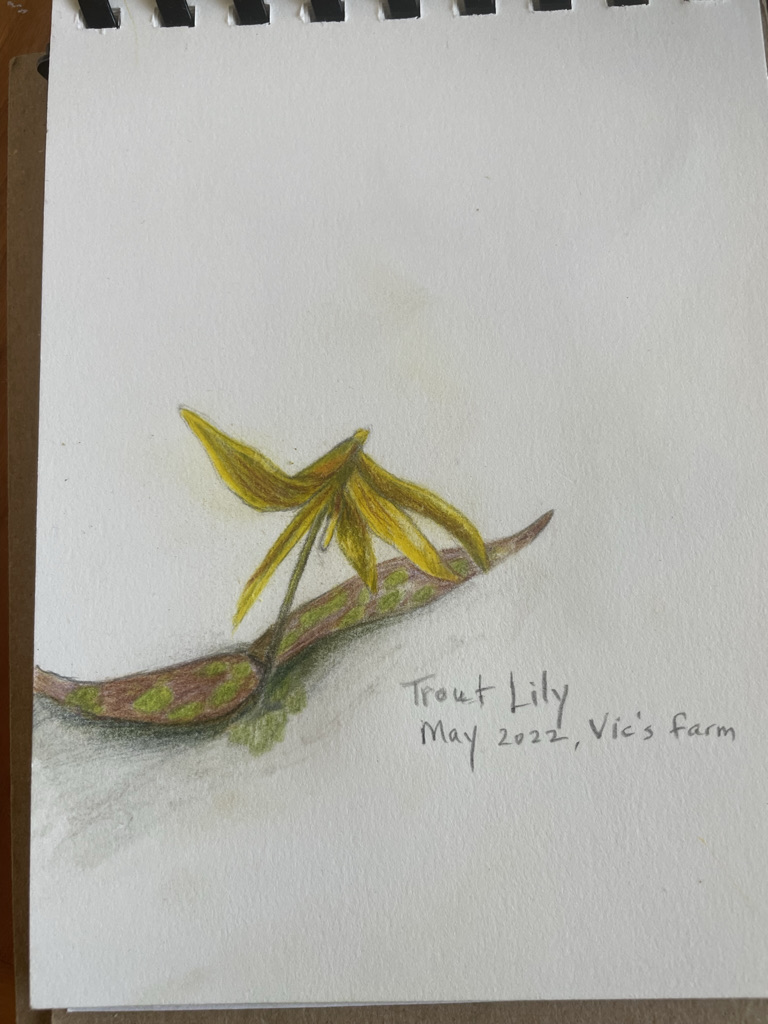 trout-lily-may-7-2022