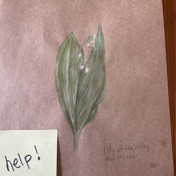 Lily of the Valley with out of control leaves 