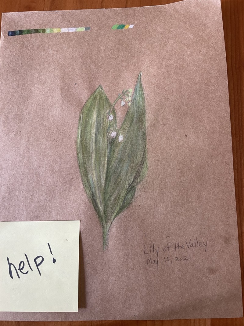 lily-of-the-valley-with-out-of-control-leaves