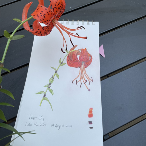 Tiger Lily - Lake Muskoka, August 2021