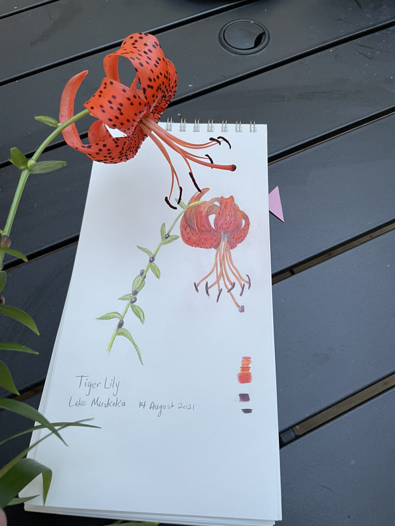 tiger-lily-lake-muskoka-august-2021