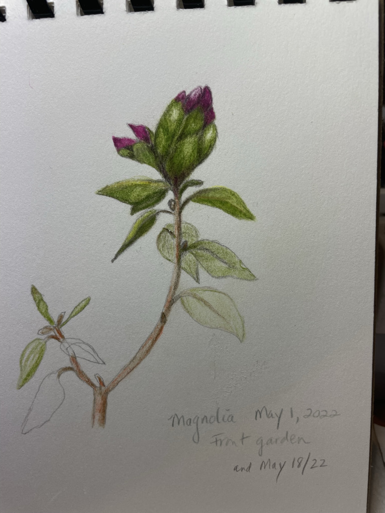 magnolia-take-2