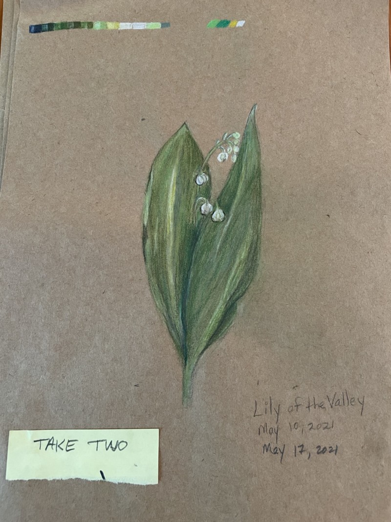 revised-lily-of-the-valley
