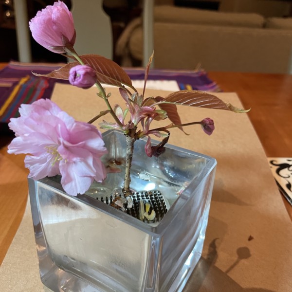 Model for cherry blossoms 