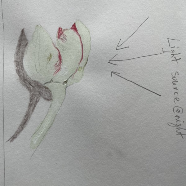 brand new tulip, drawn at night