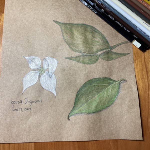 Kousa Dogwood, June 2021